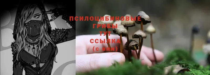 Галлюциногенные грибы Psilocybine cubensis  Раменское 